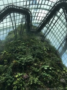 Cloud Forest